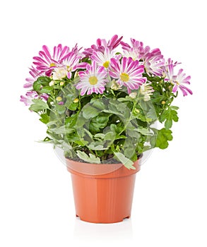 Potted flower photo