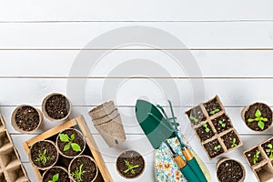 Potted flower seedlings growing in biodegradable peat moss pots on white wooden background with copy space.