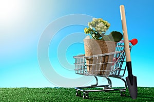 Potted flower shopping trolley and garden shovel on green sunny lawn