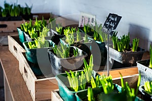 Potted flower sprouts for sale. Seedling flowers hyacinth in wooden box. Plants fo donations. Self service. Copy space