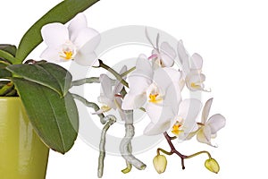 Potted, flowering Phalaenopsis orchid plant isolated