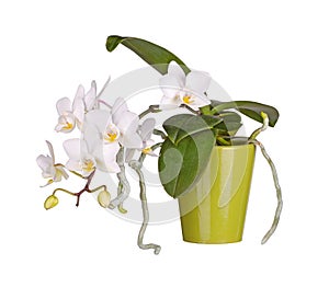 Potted, flowering Phalaenopsis orchid plant isolated