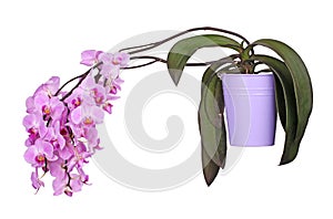 Potted, flowering Phalaenopsis orchid plant isolated