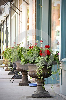 Potted Flowers photo