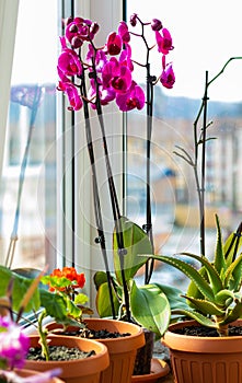 Potted flowers at the balcony window: purple orchid, geranium with red flowers and aloe vera