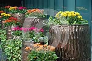 Potted flowers photo