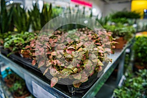 Potted flowers on table in garden center greenhouse store