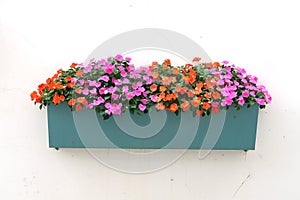 Potted flowers on the wall