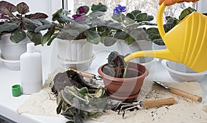 Potted flowers, watering can and fertilizer on windowsill. Female hands watering plants in room. Indoor flowers care and home