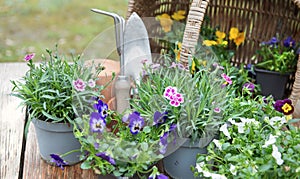 potted flowers and a wicker basket background with gardening tools