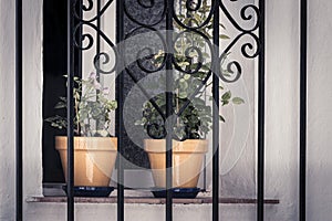 Potted flowers on window behind grating