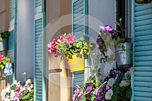 Potted flowers on the window with blue shutters