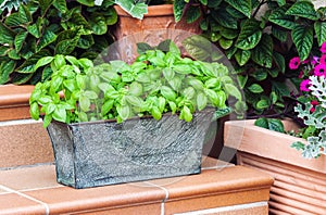 Potted fresh basil outdoors