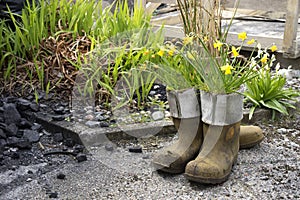 Potted galoshes