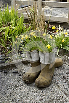 Potted galoshes - vertical