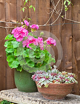 Potted geranium flower and succulents on a stone bench