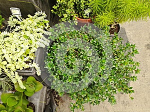 Potted girl's finger plant, portulacaria afra succulent pot, azalea sapling pot.