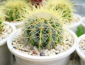 Potted Golden Barrel Cactus Plants