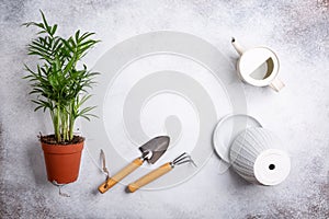 Potted green plant, parlour palm Chamaedorea elegans,  watering can and gardening tools on concrete background. Home decor and