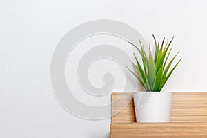 Potted green plant in white flowerpot on wooden shelf in front of white wall with copy space, minimalistic scandinavian interior