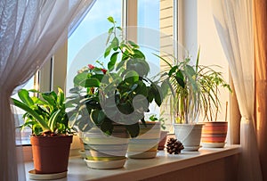 Potted green plants on windowsill