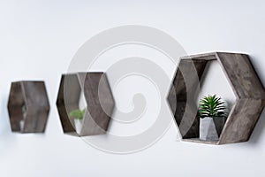 potted green plants on wooden shelves