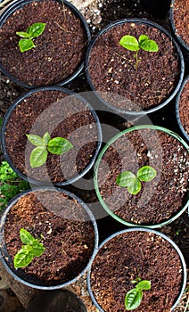 Potted Green Tea Plant