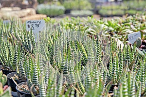 Potted haworthia zebra succulents with a price tag of mimicry at the back