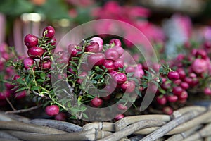 Potted heath pink berries Gaultheria-Pernettya mucronata at the greek flowers bar in December