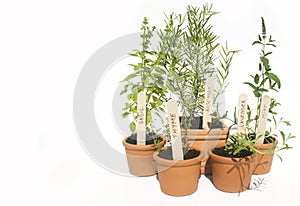 Potted herbs photo