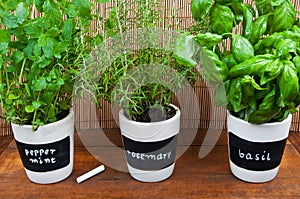 Potted herbs with labels