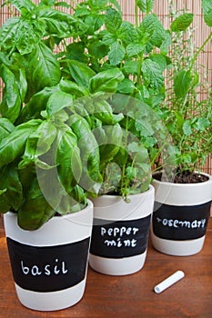 Potted herbs with labels