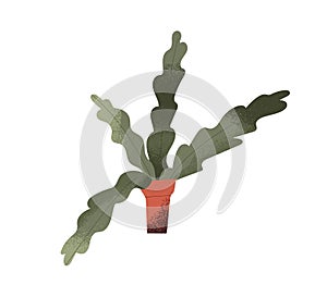 Potted home indoor plant with long leaf. House and office interior green decor. Abstract houseplant in clay flowerpot