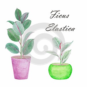 Potted home plants isolated on white in watercolor. Ficus Elastica