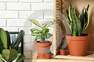 Potted home plants and wooden crates