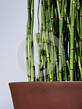 Potted Horsetail