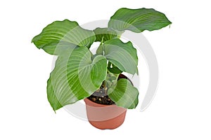 Potted `Hosta Moonlight Sonata` garden plant on white background