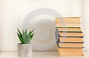 Potted house plant cactus succulent in gray pots and stack of books on white shelf against white wall. Cozy home modern decor in