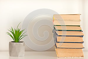 Potted house plant cactus succulent in gray pots and stack of books on white shelf against white wall. Cozy home modern decor in