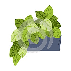 Potted houseplant. Home hobby gardening. Vector object isolated