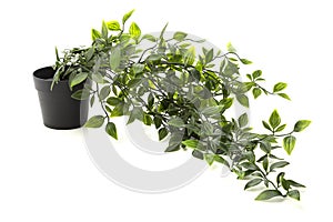 Potted houseplant isolated