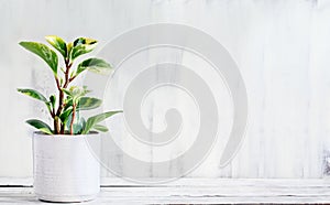 Potted Houseplant Peperomia Obtusifolia Variegata