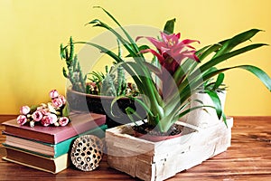 Potted houseplants and books on wooden table. Spring interior with yellow walls. Cozy home decor.