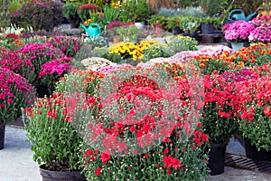 Potted hrysanthemums. Garden market with flowers. Bushes with hrysanthemums in pots in garden store. Nursery of plant for