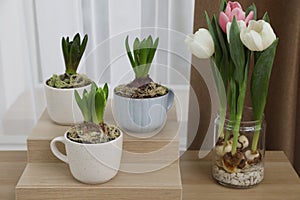 Potted hyacinth plants and tulips with bulbs on wooden table