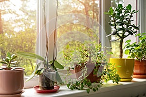 potted indoor plants on sunny windowsill