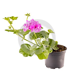 Potted ivy geranium or cascading geranium