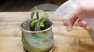 Potted jade plant being sprayed with water