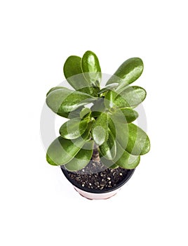 Potted Jade plant Crassula ovata on white background