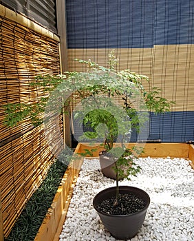 Potted Japanese maples sit in a small zen garden on a back terrace.